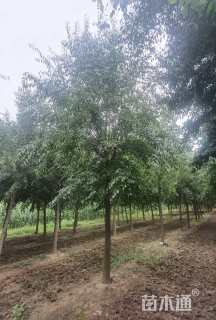 12公分桃叶卫矛