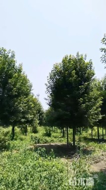 5公分美国红枫