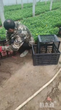 高度20厘米黄金菊
