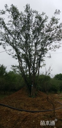 122公分丛生朴树