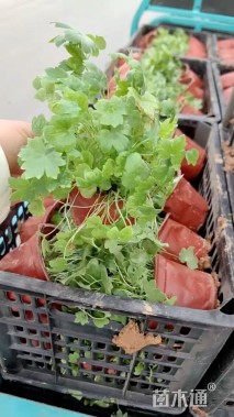 高度10厘米飞燕草