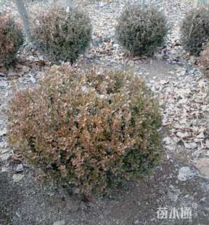 冠幅120厘米瓜子黄杨球