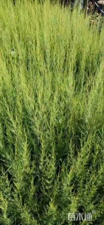 高度60厘米柽柳