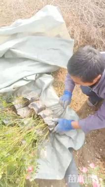 高度60厘米月季