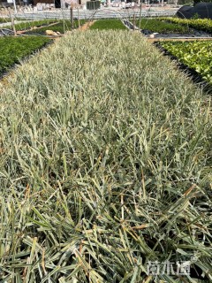 高度25厘米丽蚌草