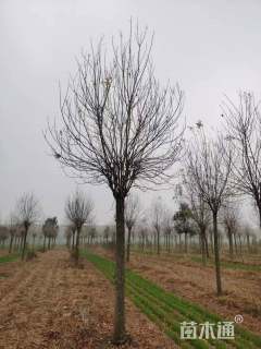 13公分金叶白蜡