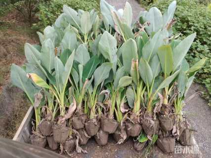 高度60厘米地涌金莲