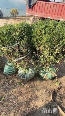 冠幅80厘米海桐球