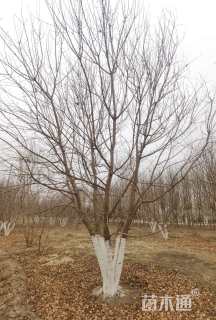 高度400厘米丛生元宝枫