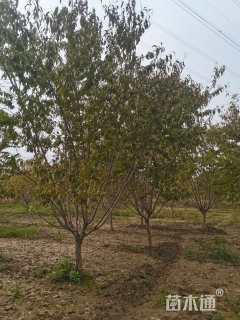 11公分红叶碧桃