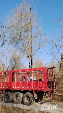 15公分垂柳