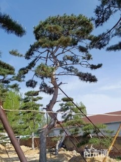 造型古松
