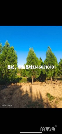 高度260厘米侧柏