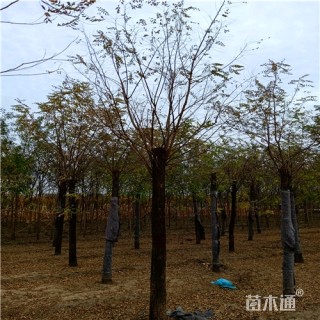 18公分刺槐