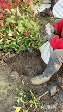 1.33公分红叶石楠