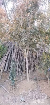 高度200厘米黄杨