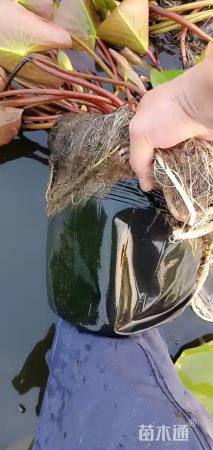 高度42厘米睡莲