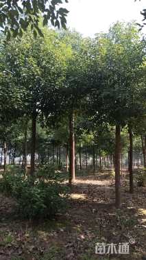 10公分香樟