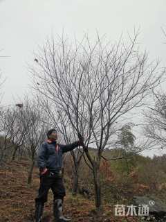 12公分中国红枫