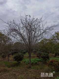 13公分西府海棠