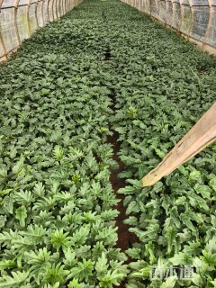 裸干高10厘米椰子