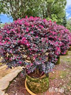 冠幅100厘米红花继木球