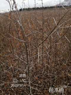 高度62.厘米沙棘