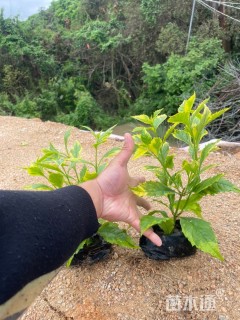 高度25厘米金边假连翘