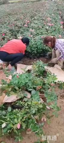 高度40厘米大花月季