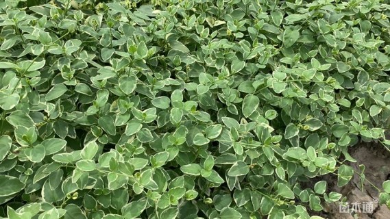 高度30厘米花叶蔓长春