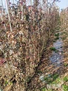 150厘米藤本月季