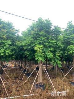 13公分人面子