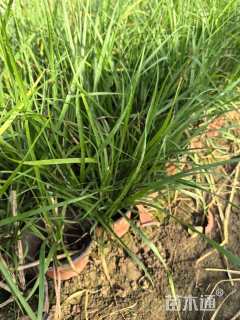 高度40厘米金红羽狼尾草