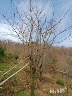 13公分日本早樱