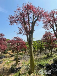 高度250厘米羽毛枫