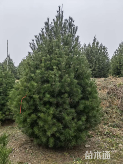 高度300厘米白皮松