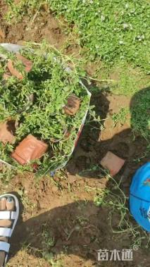 高度10厘米姬岩垂草