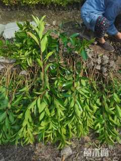 高度50厘米法国冬青