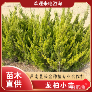 高度30厘米龙柏小苗