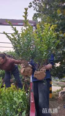 冠幅50厘米金叶女贞球