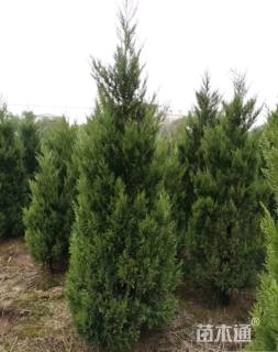 高度100厘米塔柏
