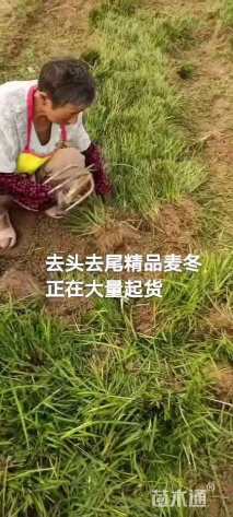 高度15厘米中叶麦冬