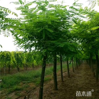 10公分刺槐