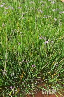 高度30厘米紫娇花