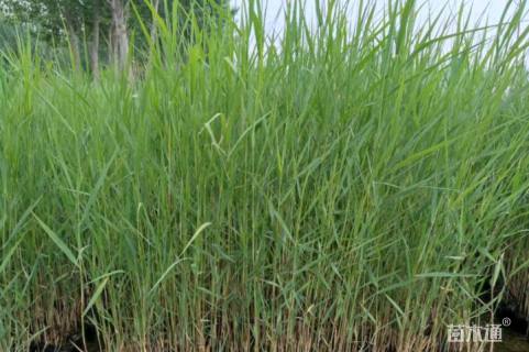 高度60厘米芦苇