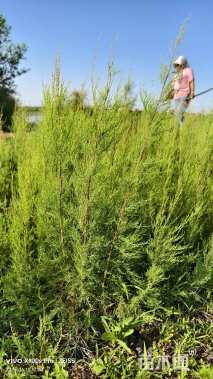 高度50厘米柽柳