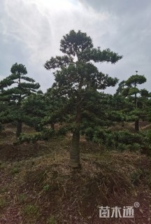 移栽苗造型罗汉松