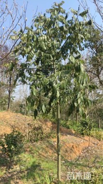 8公分花榈木