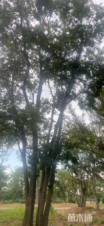 90公分(5杆)丛生朴树