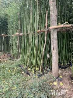 大杯苗刚竹